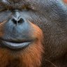 Orangutan Flanges