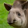 Tapir Master