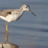 Greenshank