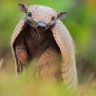 Thearmadillo