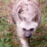 Aardwolf