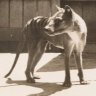 thylacine1936
