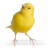 Canary