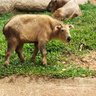 Golden Takin