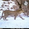 Cape Leopard