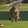 Cheetah
