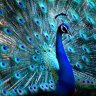 Proud Peacock
