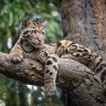 Clouded Leopard 153