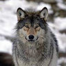 Northwestern Wolf