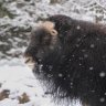 muskox2262