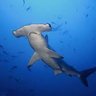 Hammerheadshark409