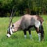 ChesterGemsbok