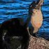 sealion