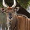 Giant Eland
