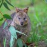 theangryquokka