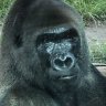 Gorilla619
