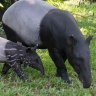 xavvy loves tapirs