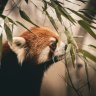 RedPandamonium
