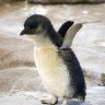 abese penguin
