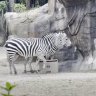 Zebra lad