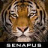 Senapus