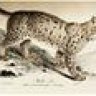 Lynx lynx