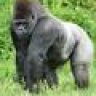 GorillaFan15