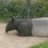 Tapir26