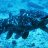 Coelacanth18