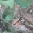Scottish Wildcat