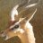 TheGerenuk
