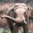 Elephant Enthusiast
