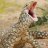 Varanus