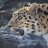 amur leopard