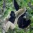 Pileated Gibbon
