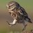 LegoOwl