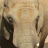 Elephantelephant