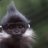 Daniel_Francois_Langur