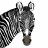 grevy's zebra