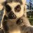 LemurLover