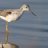 Greenshank