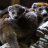 Crowned Lemur