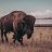 Bisonfan