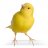 Canary