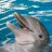 DolphinLover