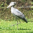 shoebill1