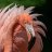 Phoenicopterus