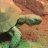DesertTortoise