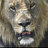 Lion76