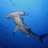 Hammerheadshark409